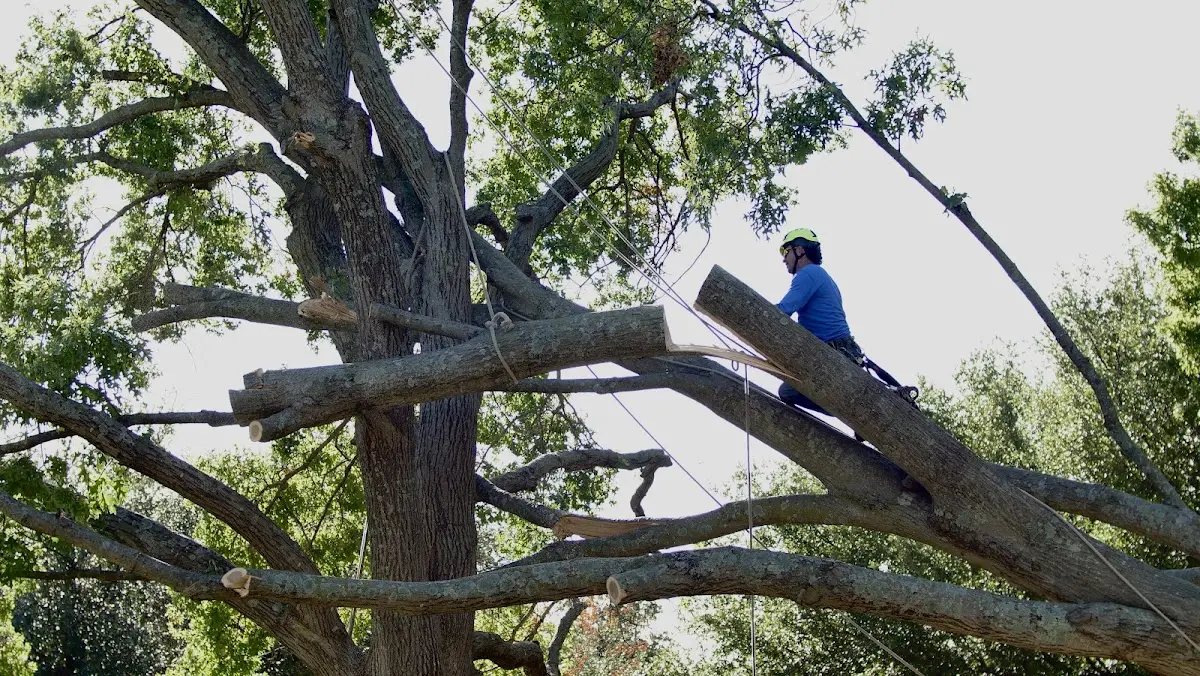 Professional Crown Thinning performed by certified arborists in Ford