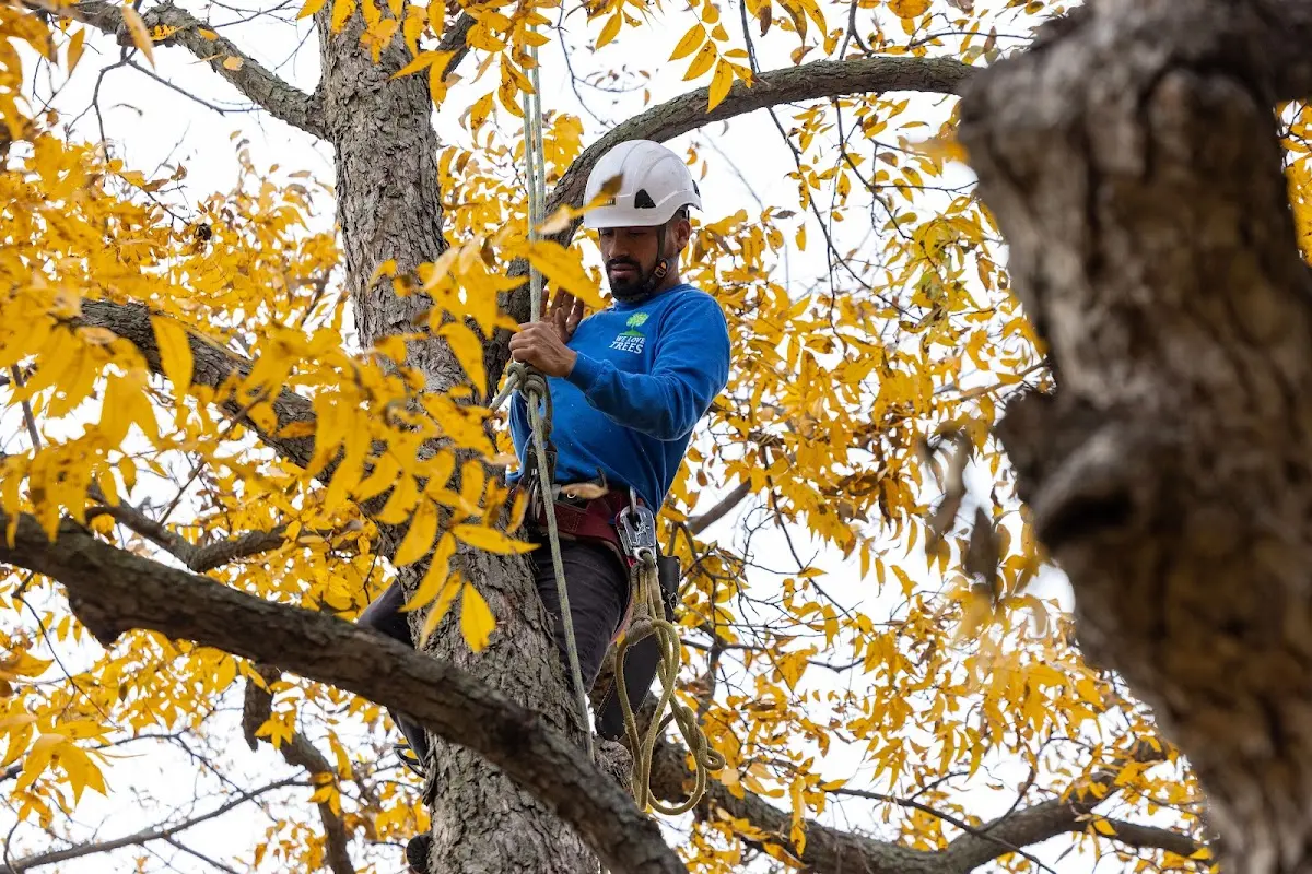 Skilled Tree Planting crew working in Ford